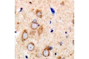 Immunohistochemistry (IHC) image for anti-Nitric Oxide Synthase 3 (Endothelial Cell) (NOS3) (C-Term) antibody (ABIN7304404)