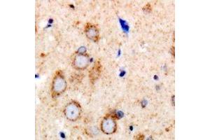 Immunohistochemical analysis of eNOS staining in human brain formalin fixed paraffin embedded tissue section. (ENOS antibody  (C-Term))