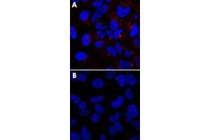 HeLa cells stained with IFITM3 polyclonal antibody , without (A) or with (B) blocking peptide (P0250).