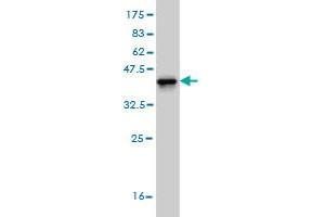 Western Blot detection against Immunogen (37. (ARHGAP4 antibody  (AA 881-986))