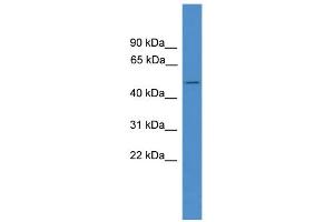 WB Suggested Anti-BSCL2 Antibody Titration:  0. (BSCL2 antibody  (C-Term))