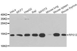 Western Blotting (WB) image for anti-Ribosomal Protein S12 (RPS12) antibody (ABIN1980257) (RPS12 antibody)