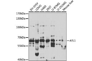 Western blot analysis of extracts of various cell lines, using  antibody (ABIN6129646, ABIN6137275, ABIN6137276 and ABIN6220922) at 1:1000 dilution. (ATL1 antibody  (AA 1-280))
