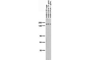 Adult rat brain membrane immunoblot.