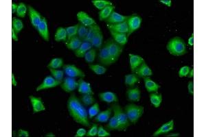 Immunofluorescence staining of Hela cells with ABIN7164063 at 1:100, counter-stained with DAPI. (POU4F1 antibody  (AA 258-419))