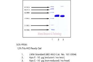 Gel Scan of Apolipoprotein E, Human Plasma  This information is representative of the product ART prepares, but is not lot specific.