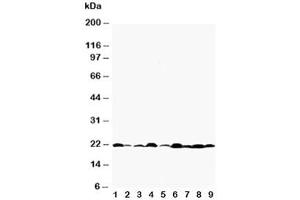 Western blot testing of Bax antibody and Lane 1:  rat testis (BAX antibody  (AA 19-33))