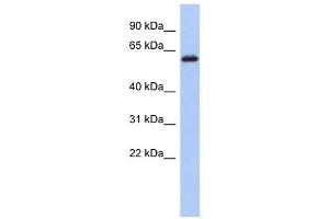 KLHL7 antibody used at 1 ug/ml to detect target protein.
