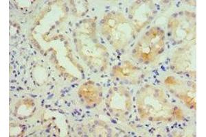 Immunohistochemistry of paraffin-embedded human kidney tissue using ABIN7156944 at dilution of 1:100
