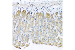 Immunohistochemistry of paraffin-embedded mouse stomach using TAMM41 antibody at dilution of 1:100 (x40 lens).