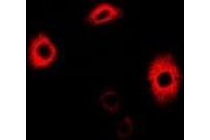 Immunofluorescent analysis of AGAT staining in A549 cells. (GATM antibody)