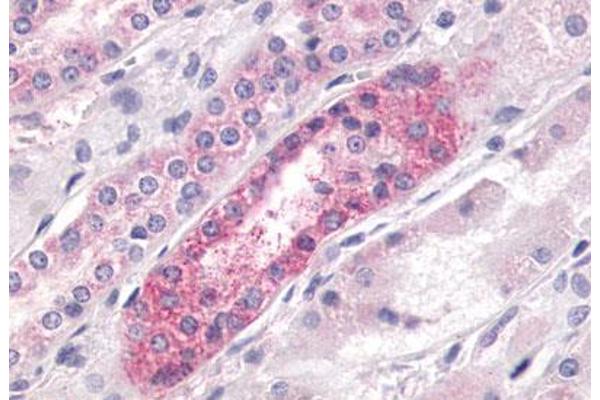 LPAR4 antibody  (N-Term)