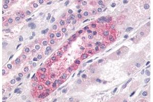 Anti-LPAR4 / GPR23 antibody  ABIN1049014 IHC staining of human kidney.