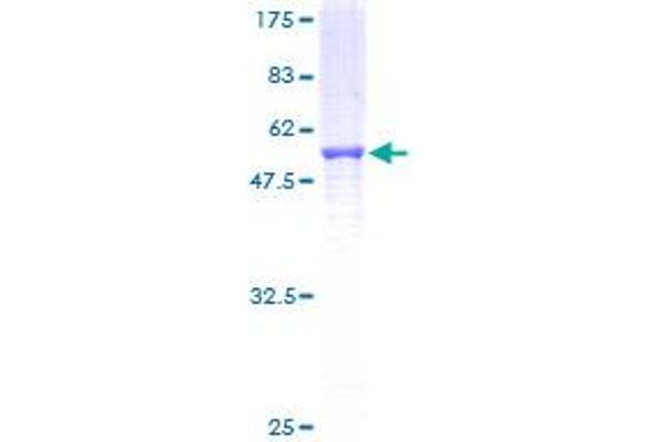 NDUFS3 Protein (AA 1-264) (GST tag)