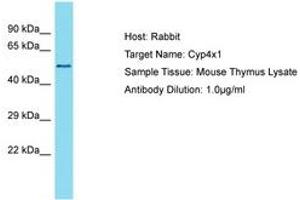 Image no. 1 for anti-Cytochrome P450, Family 4, Subfamily X, Polypeptide 1 (CYP4X1) (AA 401-450) antibody (ABIN6750349) (CYP4X1 antibody  (AA 401-450))