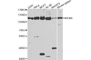 Western blot analysis of extracts of various cell lines, using MCM6 antibody. (MCM6 antibody)
