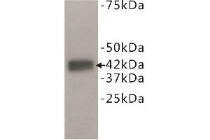 Western Blotting (WB) image for anti-Dual Specificity Phosphatase 5 (DUSP5) antibody (ABIN1854885)