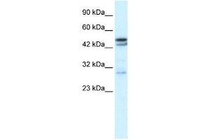 CHRNA3 antibody (70R-10537) used at 0. (CHRNA3 antibody  (N-Term))