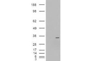 Western Blotting (WB) image for anti-Neurogenin 3 (NEUROG3) (AA 1-214) antibody (ABIN1490611) (Neurogenin 3 antibody  (AA 1-214))