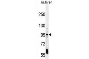Western Blotting (WB) image for anti-Exocyst Complex Component 3-Like 1 (EXOC3L1) antibody (ABIN2996117)