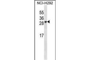Western blot analysis in NCI-H292 cell line lysates (35ug/lane). (RFESD antibody  (AA 78-107))