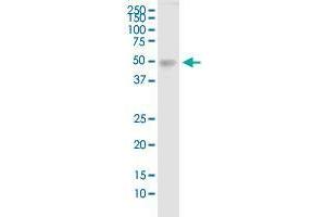 TDO2 MaxPab polyclonal antibody. (TDO2 antibody  (AA 1-406))