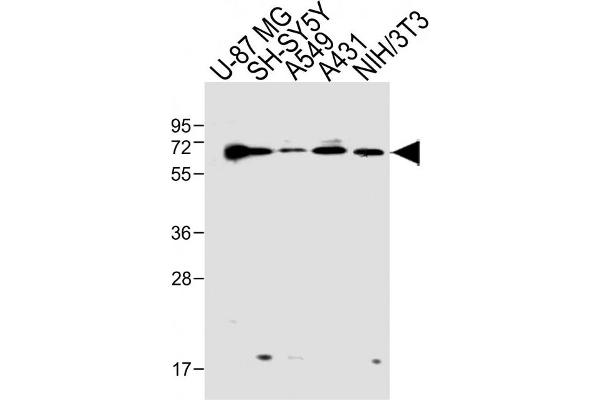 Epsin 2 anticorps  (N-Term)