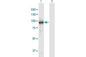 Western Blot analysis of FBXL11 expression in transfected 293T cell line by FBXL11 MaxPab polyclonal antibody. (KDM2A antibody  (AA 1-782))