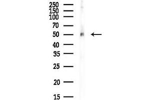 anti-Retinoblastoma Binding Protein 7 (RBBP7) (N-Term) antibody