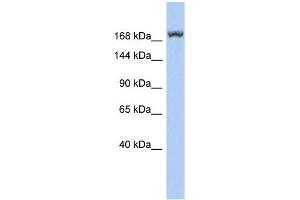 LRRC37A3 antibody used at 1 ug/ml to detect target protein. (LRRC37A3 antibody  (Middle Region))