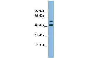 WB Suggested Anti-ANKMY2 Antibody Titration: 0.