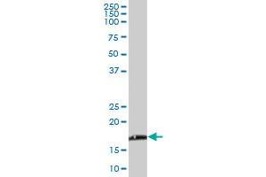 NDUFB6 MaxPab polyclonal antibody. (NDUFB6 antibody  (AA 1-128))