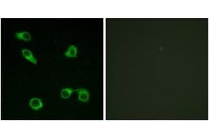 Immunofluorescence analysis of COS7 cells, using PE2R3 Antibody. (PTGER3 antibody  (AA 1-50))