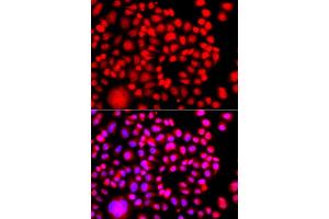 Immunofluorescence analysis of A549 cell using TESK2 antibody. (TESK2 antibody)