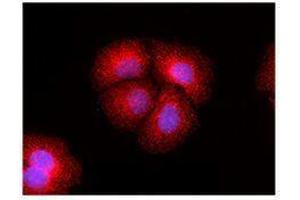 Immunofluorescence (IF) image for anti-Mechanistic Target of Rapamycin (serine/threonine Kinase) (mTOR) antibody (ABIN2665281) (MTOR antibody)