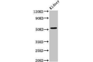 Western Blot Positive WB detected in: Rat kidney tissue All lanes: ZFP36L2 antibody at 2. (ZFP36L2 antibody  (AA 219-321))
