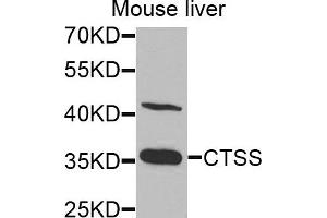 Western blot analysis of extracts of mouse liver cells, using CTSS antibody. (Cathepsin S antibody)