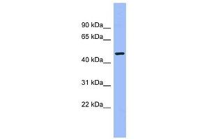 CAMK1G antibody used at 1 ug/ml to detect target protein. (CAMK1G antibody  (Middle Region))