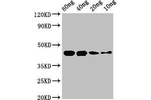 Western Blot Positive WB detected in Recombinant protein All lanes: speB antibody at 2. (Streptococcal Pyrogenic Exotoxin B (SPEB) (AA 146-398) antibody)