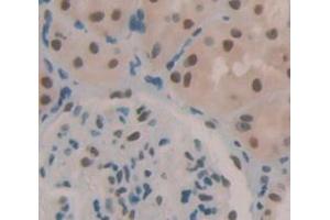 Figure. (OSGIN1 antibody  (AA 25-281))