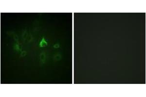 Immunofluorescence (IF) image for anti-BMX Non-Receptor Tyrosine Kinase (BMX) (AA 532-581) antibody (ABIN2888766) (BMX antibody  (AA 532-581))