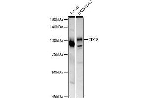 Western blot analysis of extracts of various cell lines, using CD18 antibody (ABIN3023117, ABIN3023118, ABIN3023119 and ABIN6219398) at 1:500 dilution. (Integrin beta 2 antibody  (AA 70-170))