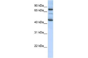 WB Suggested Anti-GAS2L1 Antibody Titration: 0. (GAS2L1 antibody  (Middle Region))