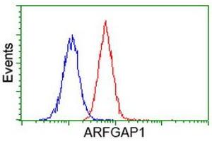 Image no. 5 for anti-ADP-Ribosylation Factor GTPase Activating Protein 1 (ARFGAP1) antibody (ABIN1496684) (ARFGAP1 antibody)