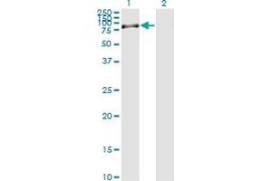 Western Blot analysis of RASGRP2 expression in transfected 293T cell line by RASGRP2 monoclonal antibody (M09), clone 3D8. (RASGRP2 antibody  (AA 65-164))