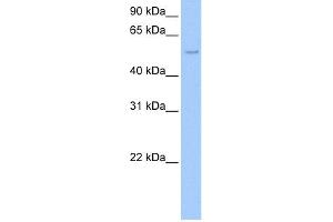 WB Suggested Anti-SHC1 Antibody Titration:  0. (SHC1 antibody  (C-Term))