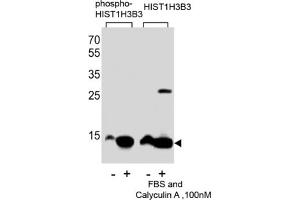 Western Blotting (WB) image for anti-HIST1H3B3 (pSer10) antibody (ABIN2933004) (HIST1H3B3 (pSer10) antibody)