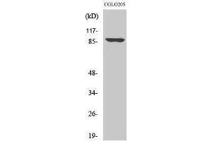 Western Blotting (WB) image for anti-Oct-1 (Ser1070) antibody (ABIN3185991) (Oct-1 antibody  (Ser1070))