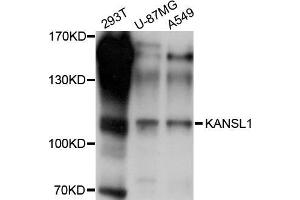 Western blot analysis of extracts of various cell lines, using KANSL1 antibody (ABIN5998028) at 1/1000 dilution.