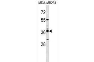 VN1R4 Antibody (Center) (ABIN1538022 and ABIN2849757) western blot analysis in MDA-M cell line lysates (35 μg/lane). (VN1R4 antibody  (AA 193-219))